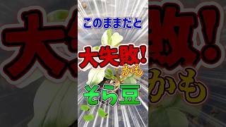 家庭菜園や農園のソラマメ栽培の冬越しは大きく育ちすぎると大失敗！？寒くなる時期のそら豆の大きさ目安とソラマメの育て方！【農家直伝】#shorts