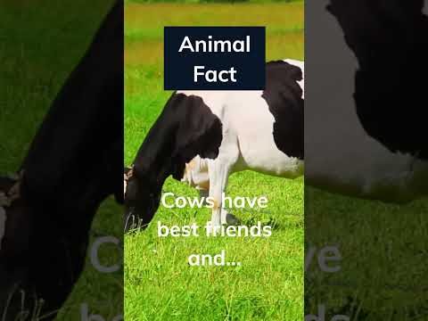 Awww...that's nice. Ever made friends with a cow, let me know below 👇 #shorts #animalfacts #cow