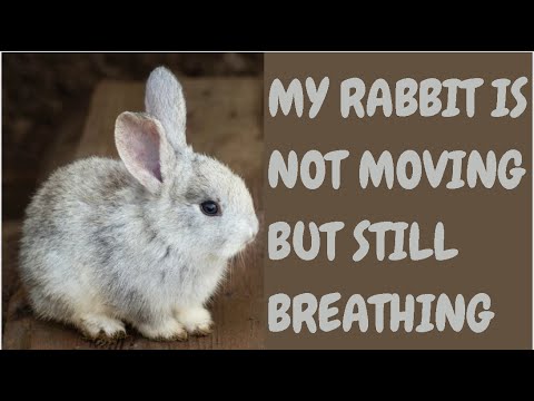 My Rabbit Is Not Moving But Still Breathing