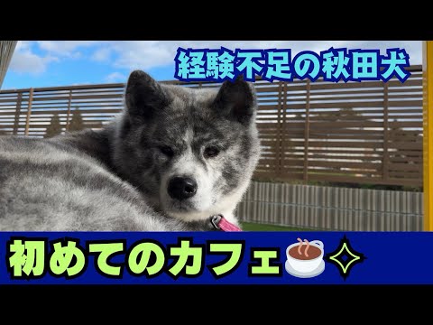 【秋田犬】カフェでチャレンジしてきました