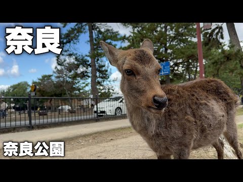 最近"ウワサ"の奈良公園。海外観光客のマナーを調査！…という名目でただただ可愛いシカを愛でる男。