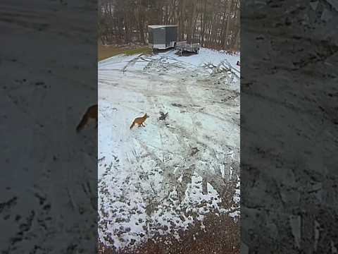 Fox catches one of our Chickens. The chicken is actually alive and doing well.