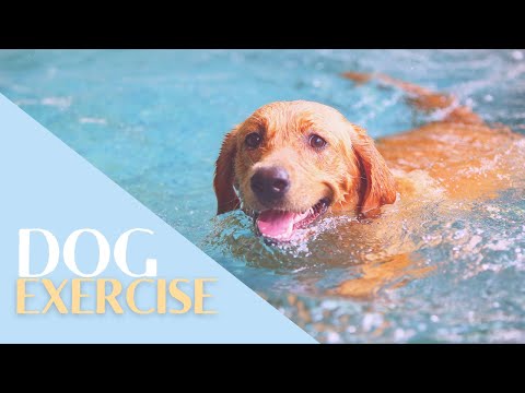 Exercise Tips for Your Dog