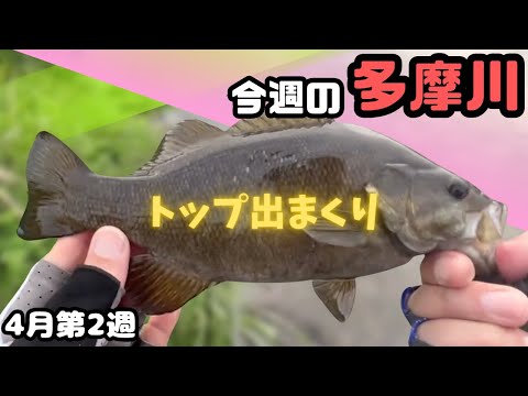 シャローでトップでバンバン【今週の多摩川4月第2週】