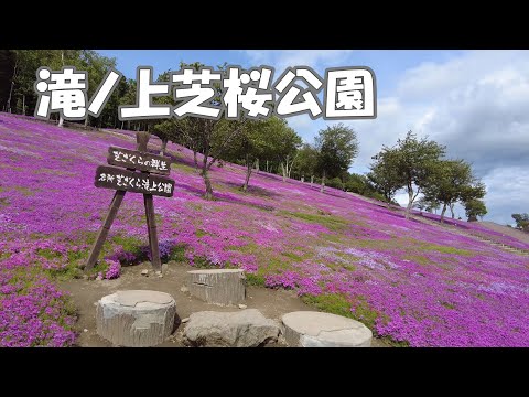 滝ノ上芝桜公園2024/5/28