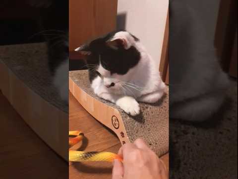 新しい玩具かと思いきや見慣れたヘビに絶望する猫#shorts