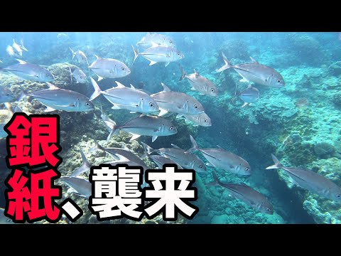 【水中動画】シュノーケリング中ギンガメアジに囲まれた！(小笠原諸島 母島)