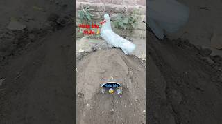 Female Pigeon Stuck In Mud Hole 😱😭 || #viral #petsforshoq #supportme #subscribe #like