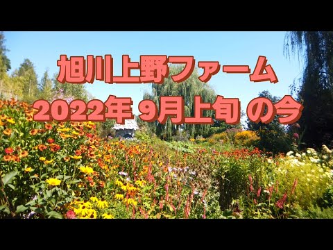 旭川上野 ファーム 　2022年9月上旬の今