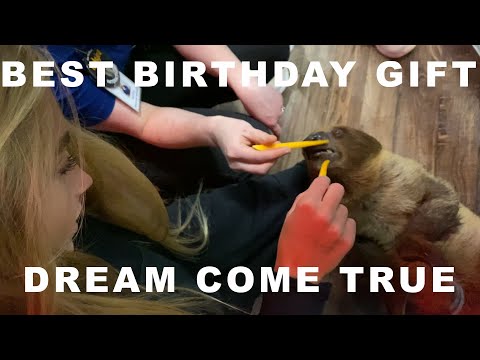 Meeting a Sloth for my Daughter's Birthday!