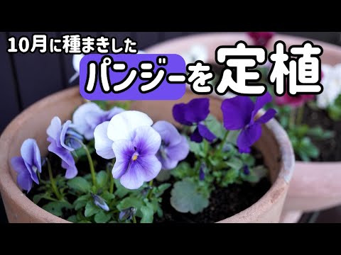 10月に種まきしたパンジーをやっと定植しました（3月）