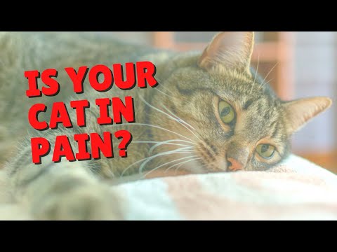 How To Tell If Your Cat’s In Pain | Two Crazy Cat Ladies