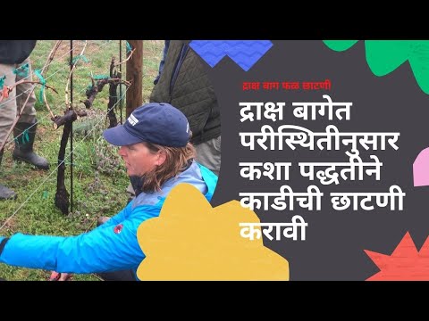 shrihari ghumare | द्राक्ष बागेत परीस्थितीनुसार कशा पद्धतीने  काडीची छाटणी करावी