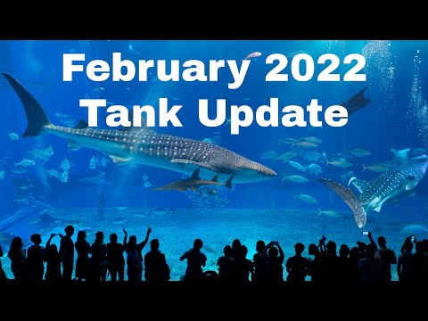 Reef Tank Update 2/13/22 ( Plans, Fish Additions, What we have changed in our 180 gallon reef tank )