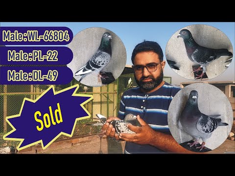 Racer Pigeon Males for Sale | Waleed Loft | Pigeon Cote