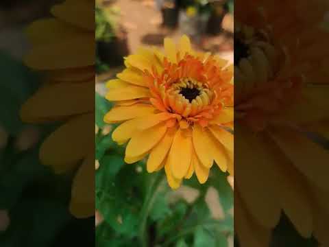 #shorts #youtube #gerbera #asteraceae | Gerbera | Asteraceae | flower #flowers  #beautiful  #wow