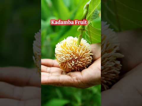 Episode-96 of Vedic Recipes ( कदंब का फल) Kadamba Fruit Benefits #shorts