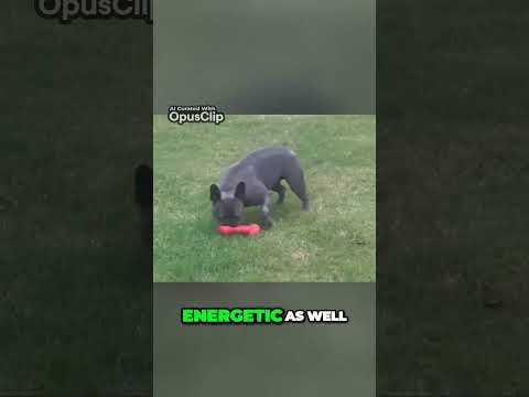 Unleashing the Energy  Boston vs French Bulldogs   Which is Perfect for You