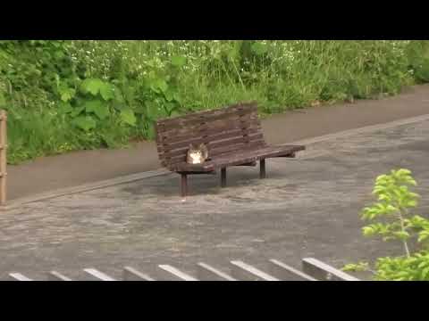 夕方の公園のベンチに誰かの忘れ物…