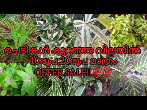 ചെടികൾ വന്‍ വിലക്കുറവിൽ 10രൂപ, 20രൂപ മുതല്‍‼️‼️| lowcost plants offer sale!!💯💯