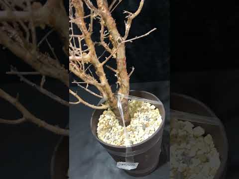 1円～ コミフォラ・ハーヴェイ 発根管理中 超希少灌木 Commiphora Harveyii  ベアルート ベアルート 1円オク 塊根植物