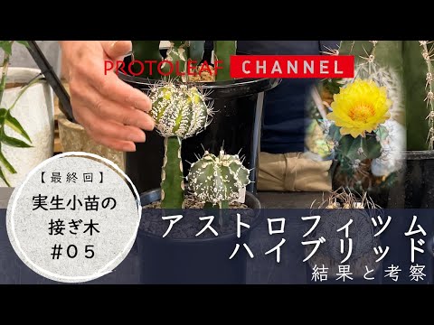 【実生小苗の接木＃05】アストロフィツムハイブリッドの接木・最終回　結果と考察【Astrophytum×hybrid】