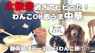 【犬連れ旅行静岡伊豆観光】史上最高にわんこファーストの度が過ぎるお店に行ってきたよ～🥟🍜餃子こうげん倶楽部 一碧湖 静岡県伊豆一泊二日わんこ旅1/3 旅するペットショップの売れ残りと元保護犬