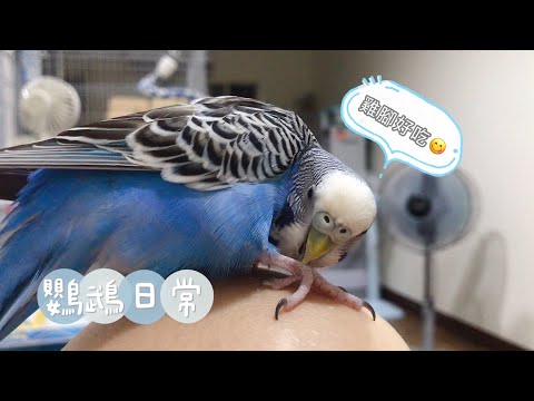 10｜鸚鵡日常｜啃小雞雞腳｜虎皮鸚鵡 Budgie セキセイインコ【啾啾鳥日常】