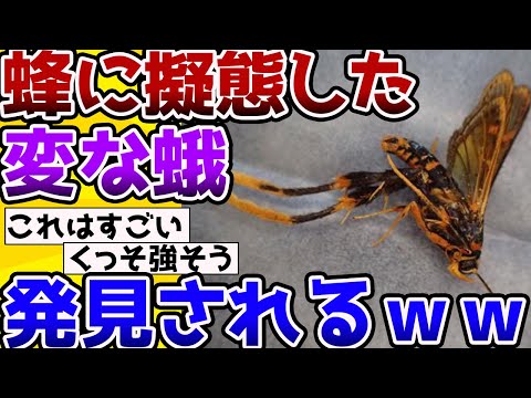 【2ch動物スレ】蜂に擬態する謎の「蛾」、あまりにも蜂すぎて感動レベルｗｗ #動物 #生き物