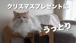 猫にクリスマスプレゼントをあげたらめっちゃ気に入ってくれました