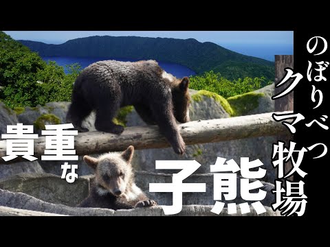 【北海道旅行】のぼりべつクマ牧場は絶景と貴重な体験がありました【登別温泉】