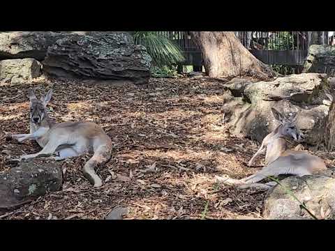 Kangaroo in Sydney Zoo, Australia