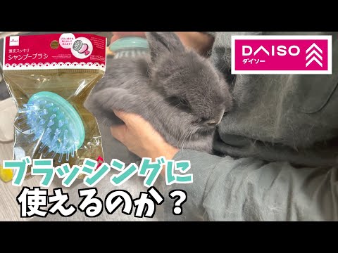 【ダイソー】うさぎのブラッシングに１００均のシャンプーブラシは使えるのか検証してみた【ネザーランドドワーフのコッペ】