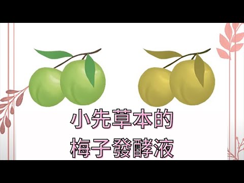 梅子發酵液(酵素)是怎麼製作的？【1分鐘小教室】小先草本｜酵素篇05