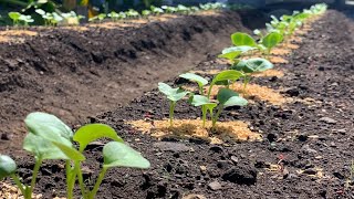 秋冬の大根の種まきはここを油断すると全て失敗します…