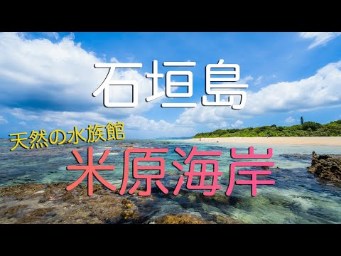 【沖縄県石垣島】天然の水族館・米原海岸を水中散歩する様子/ Japan's Natural Aquarium Yonehara Beach in Ishigaki Okinawa.