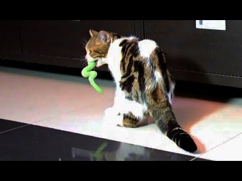 Cat Rocky playing fetch