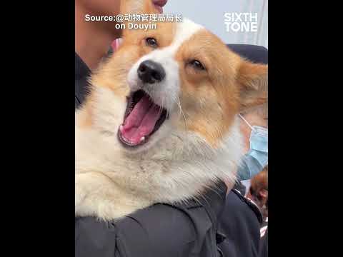 Corgi Proves Cuteness Not An Obstacle To Police Work