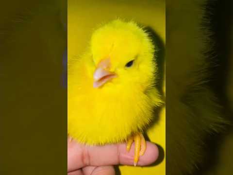 Small meldious hen baby sound - intersting checks  video #birds #wildlife #shorts