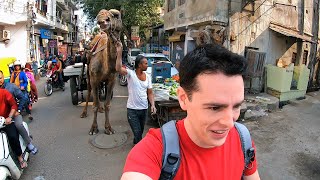 Exploring the Crazy Streets of Jaipur, India 🇮🇳