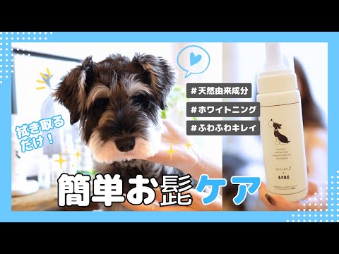 🐶🐨シュナウザーの【ひげ焼け】を簡単に白くする方法とは!? 天然由来成分100％のふわふわキレイケア