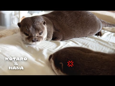 Otters Battle with Stare-Off of the Century!