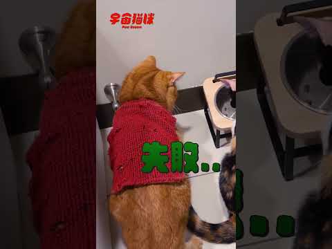 鬼鬼祟祟的拉姆 好想偷吃巴努的乾乾 #貓咪日常 #宇宙貓咪 #cat #shorts #shortstw