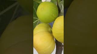 Golden Fig Fruit #shorts #无花果 #無花果