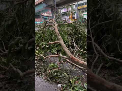 康芮颱風😱😱😱颱風過後人行道慘狀🌪️😱🙀台北市大安區和平東路二段‼️路樹傾倒現場一片狼藉💨💨🙀🙀🙀