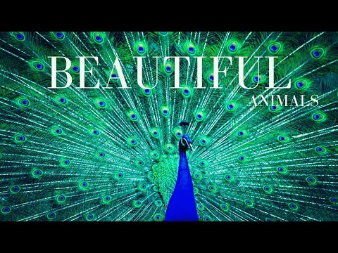 Most Beautiful Animals in the World | Kids Wildlife Exploration and Journey