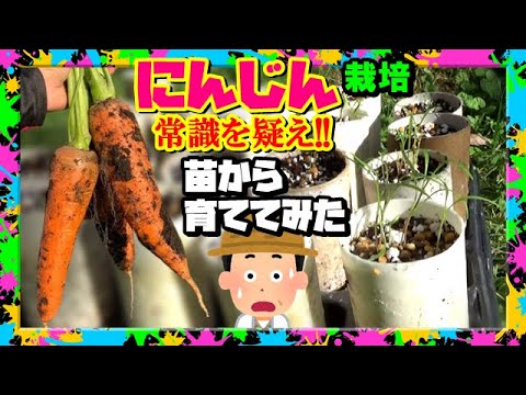 【にんじん栽培】まだ間に合う 無発芽の隙間を埋め尽くす 常識外れのトイ芯ポット苗作戦