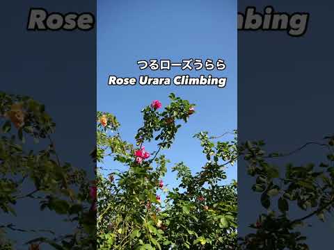 長く楽しめるバラ：つるローズうらら Rose Urara Climbing⠀ピンクの秋花が咲いた。2024年12月19日⠀京成バラ園芸Keisei Rose Gardenのクライミングローズ。