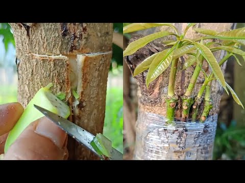 Unique Skill of Grafting Fast Growing Mango Trees Using Bananas