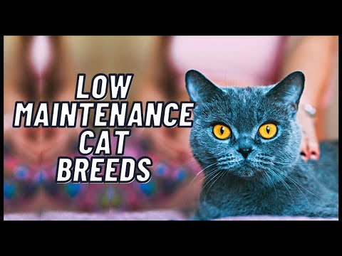 Low Maintenance Cat Breeds (Part 1)